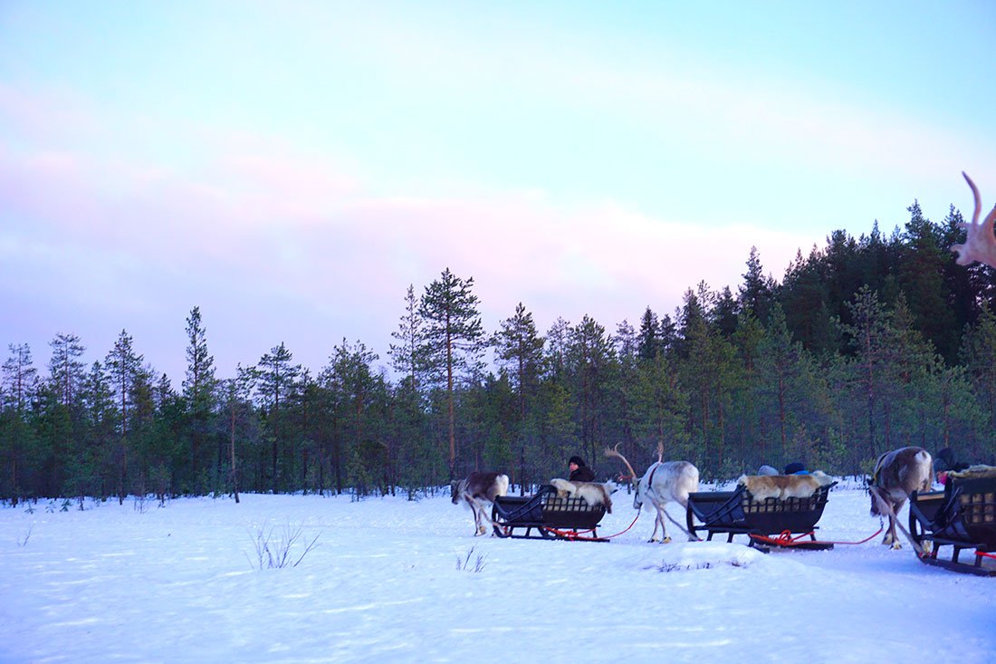 trineo de renos en Laponia trineo de renos en Laponia